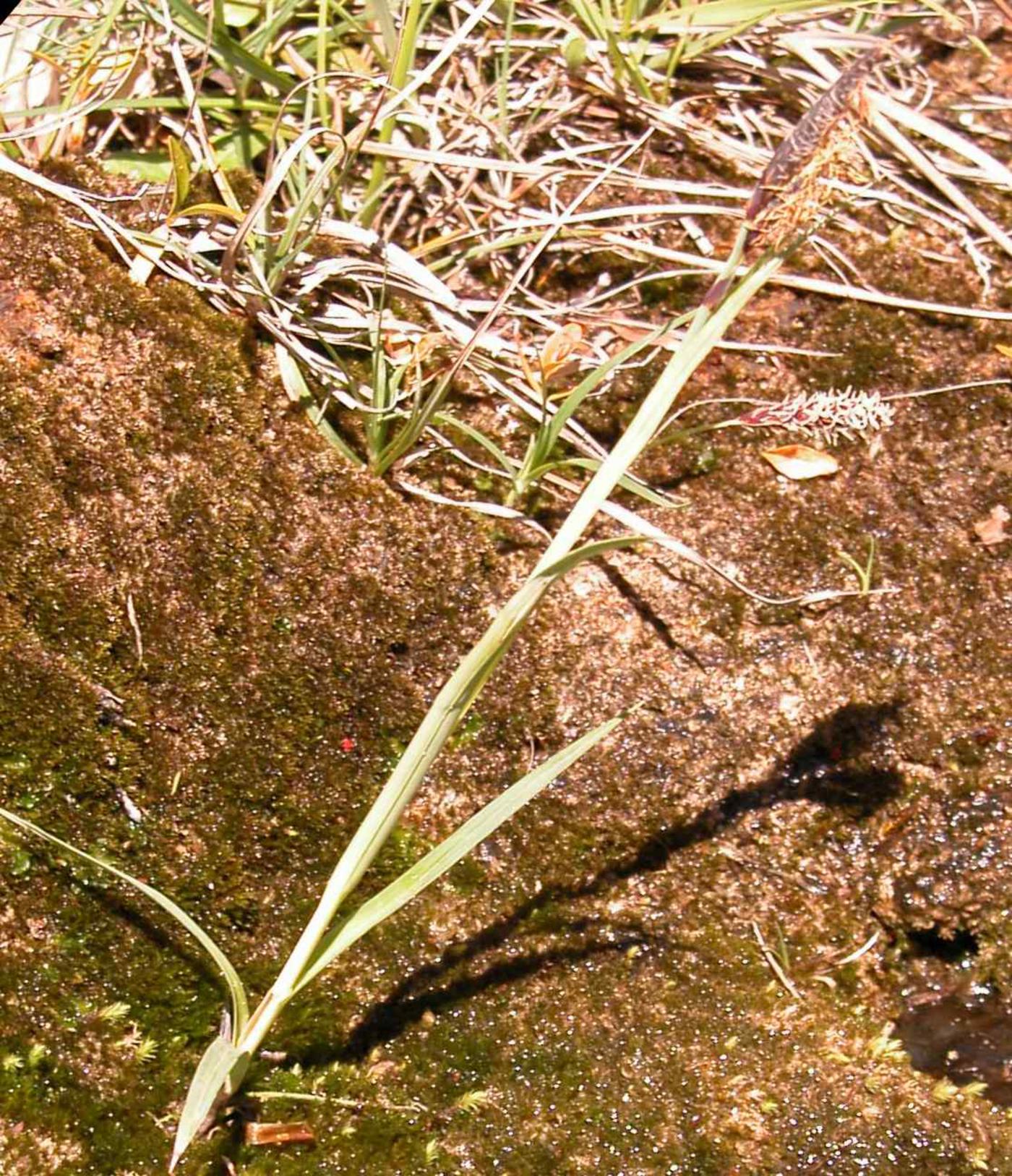 Sedge, Slender Tufted plant